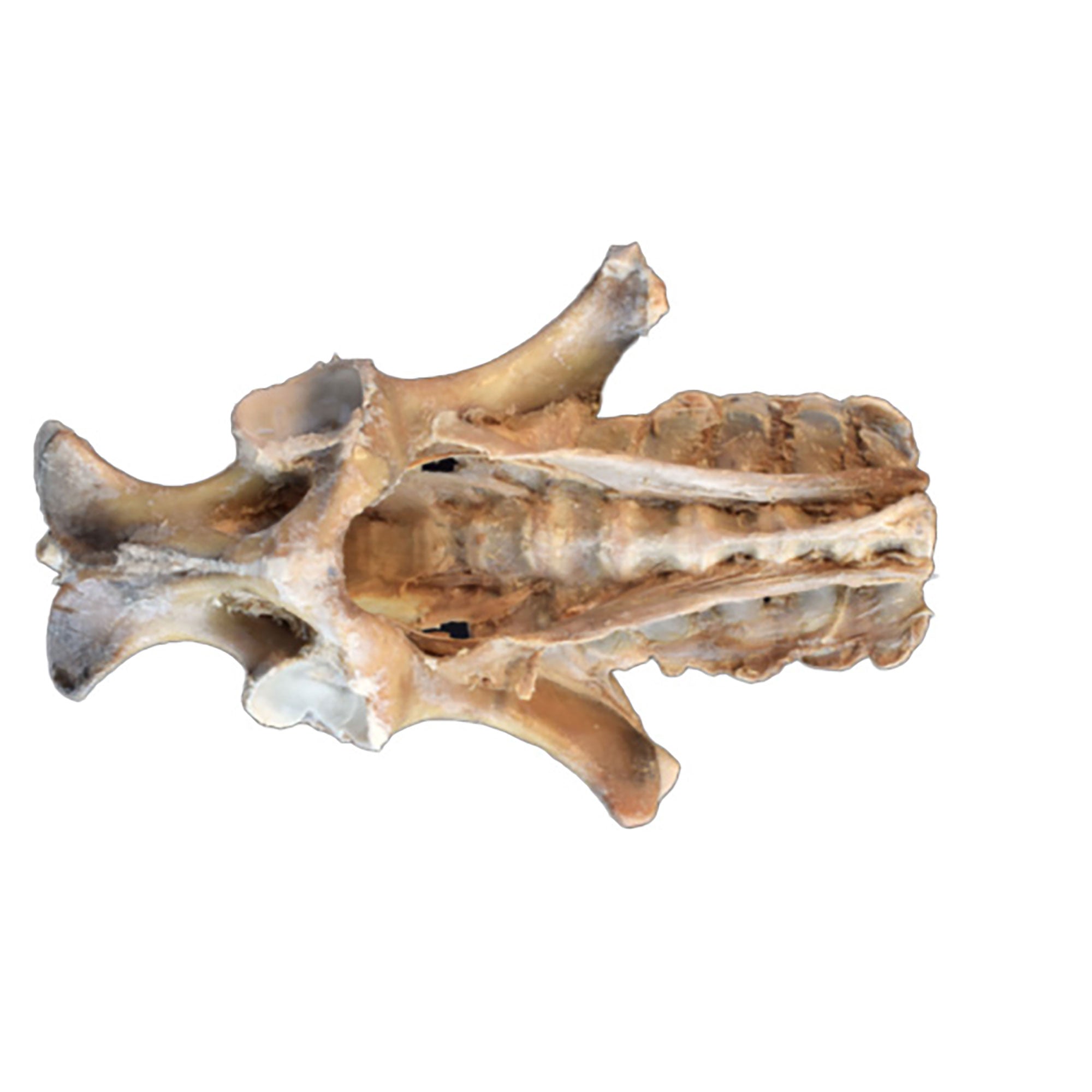 Horse (foal) pelvis dissection - ligaments