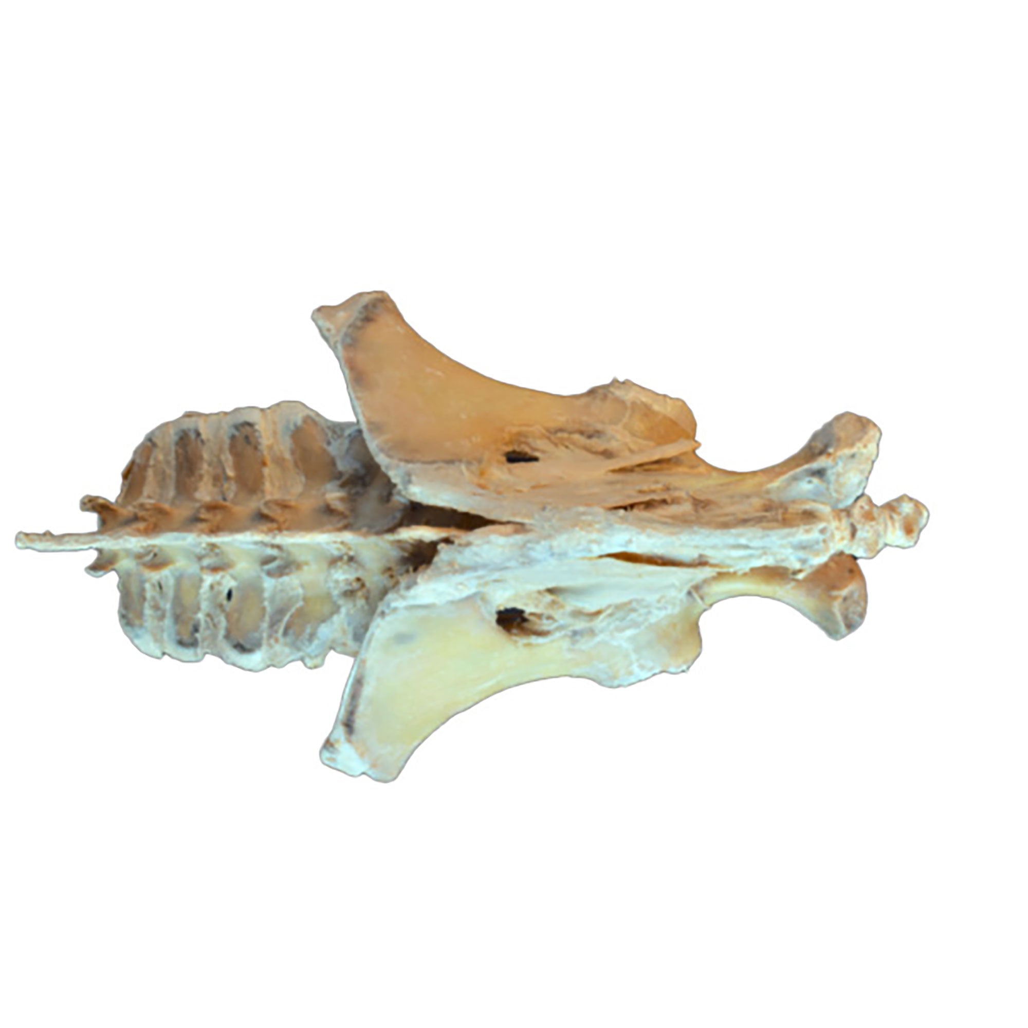 Horse (foal) pelvis dissection - ligaments