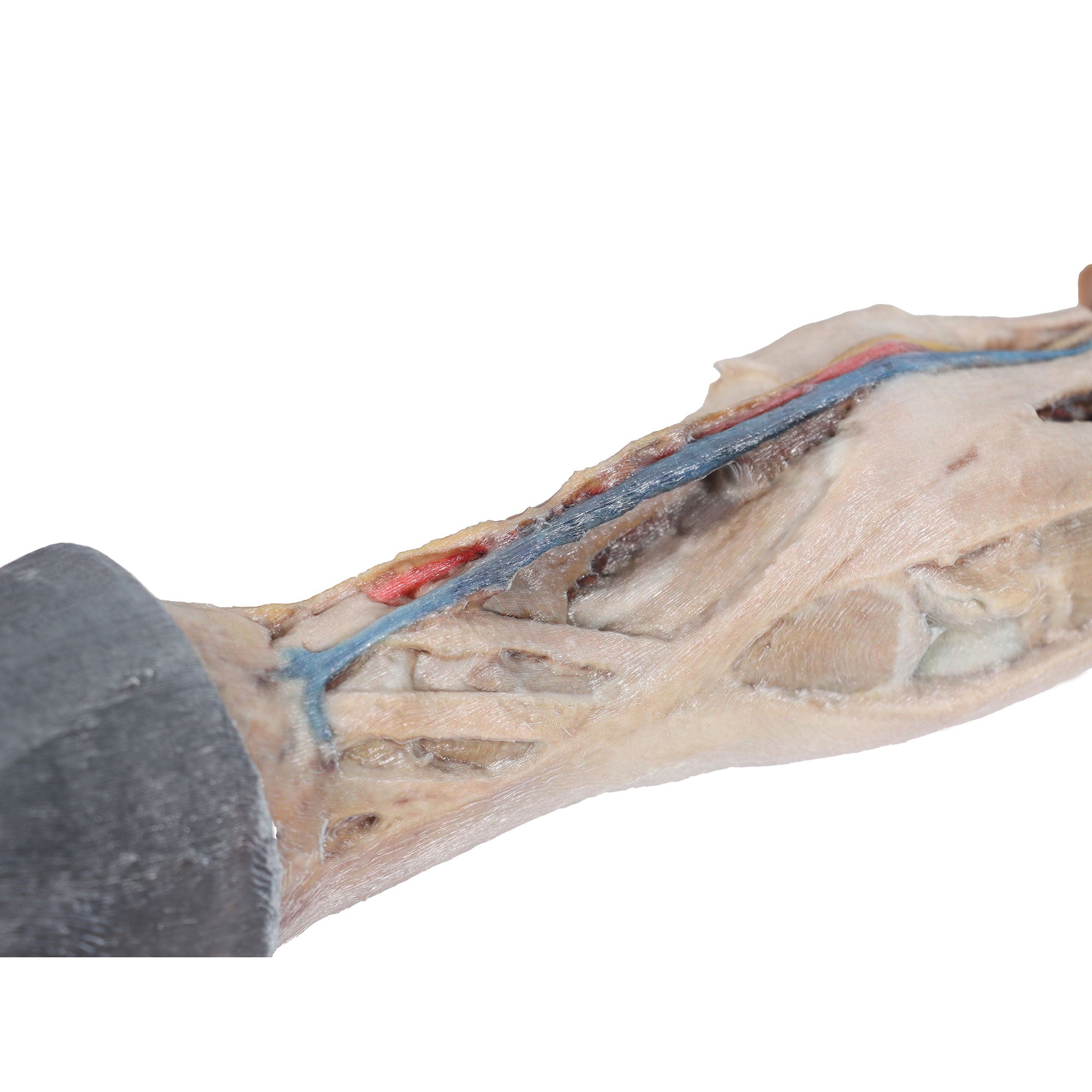 Horse foot - tendons, ligaments, vessels and nerves - 1/3 life-size