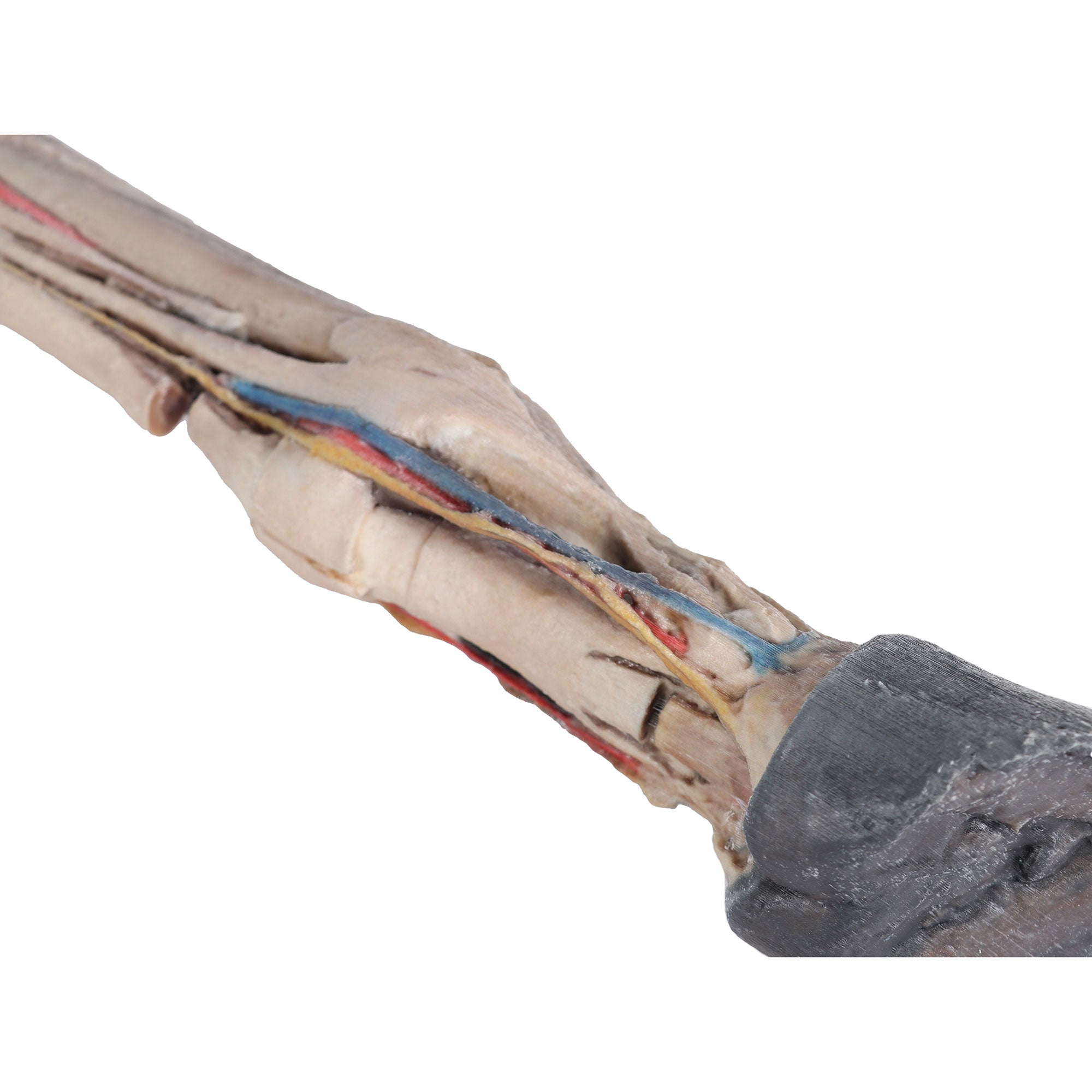 Horse foot - tendons, ligaments, vessels and nerves - 1/3 life-size