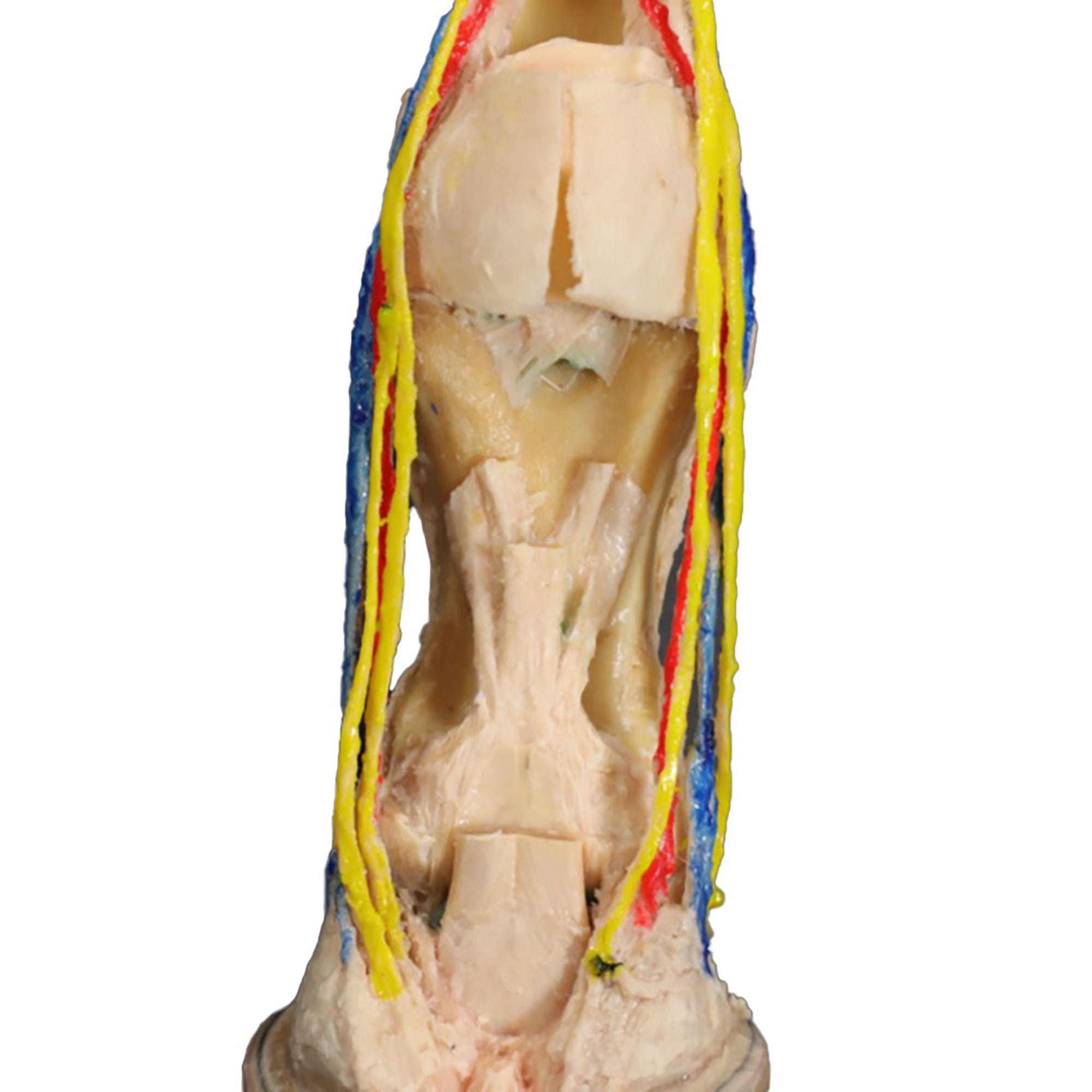 Horse foot - deep palmar dissection