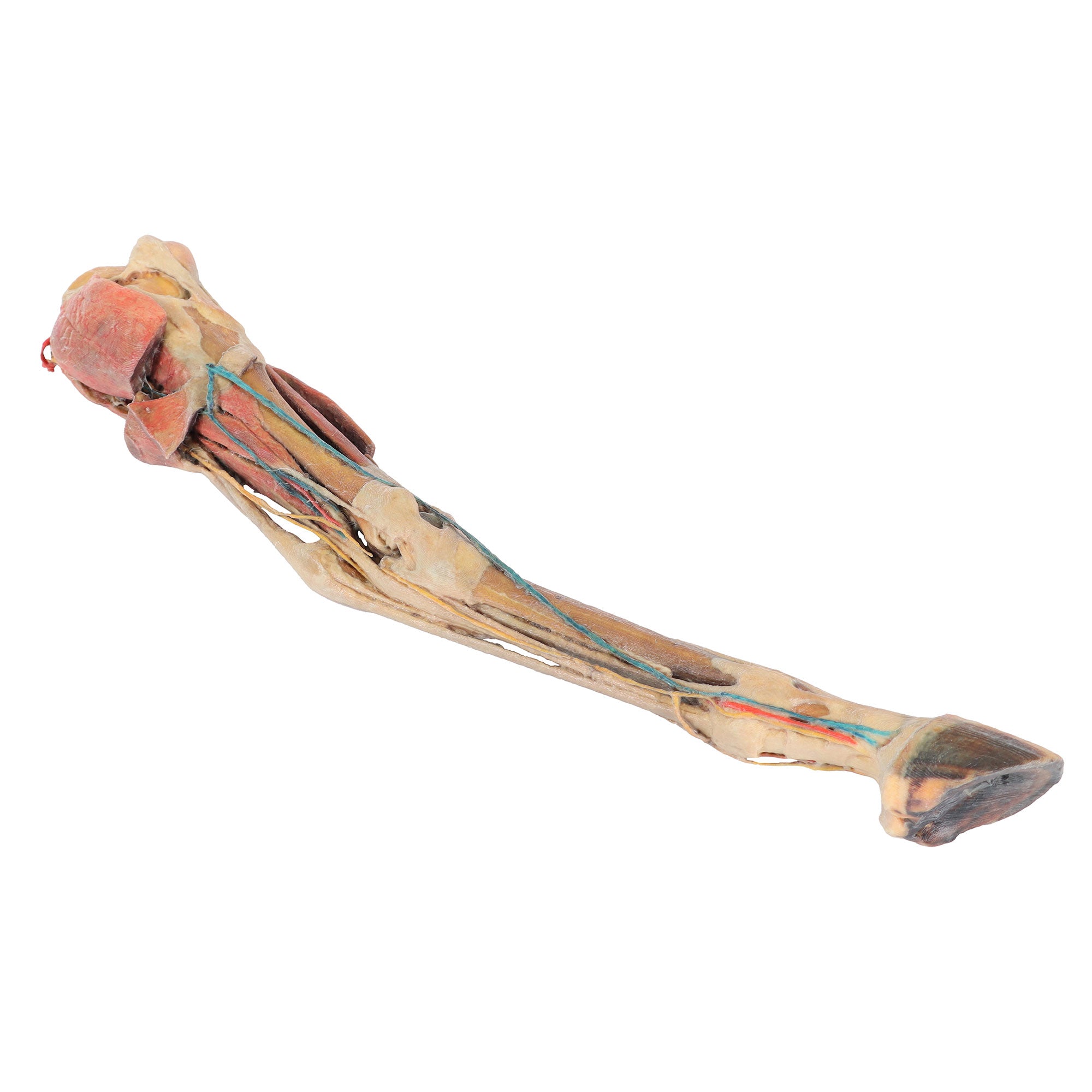 Horse hindlimb - muscles, tendons, ligaments, vessels and nerves distal to the stifle - 1/3 life-size