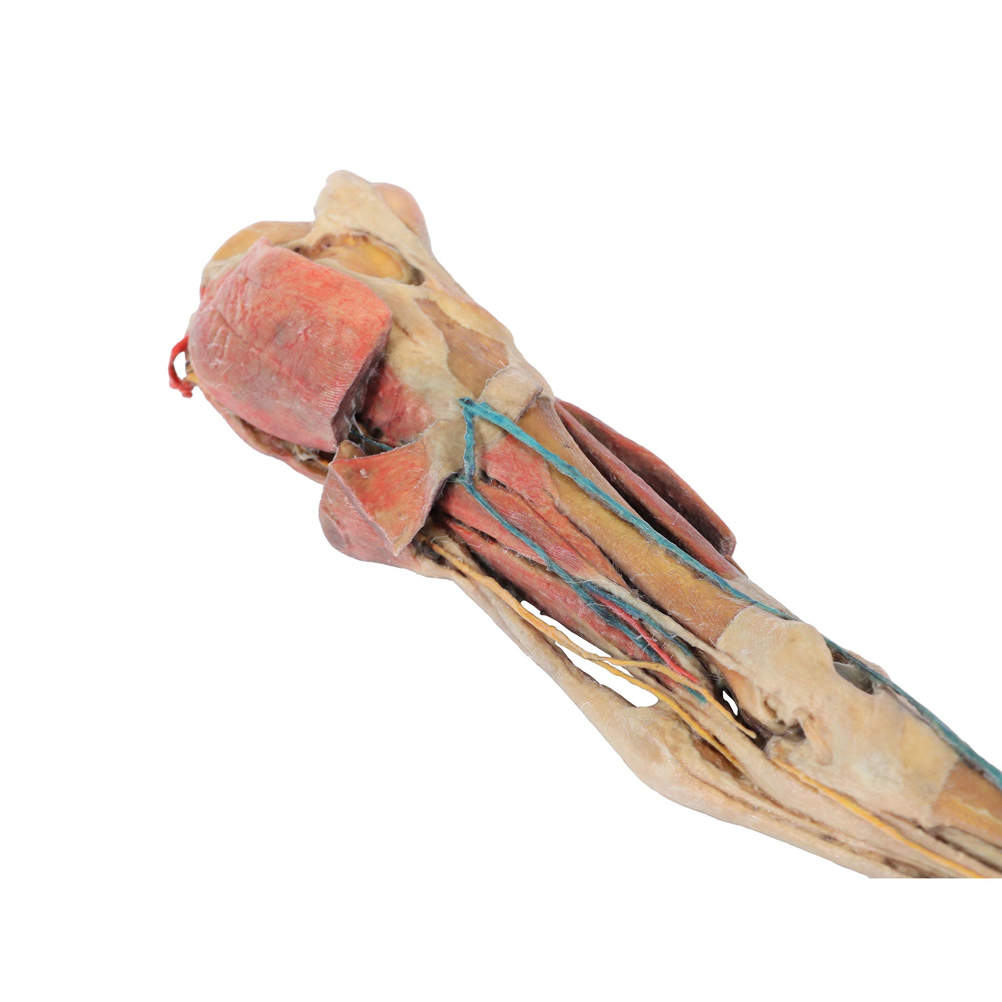 Horse hindlimb - muscles, tendons, ligaments, vessels and nerves distal to the stifle - 1/3 life-size