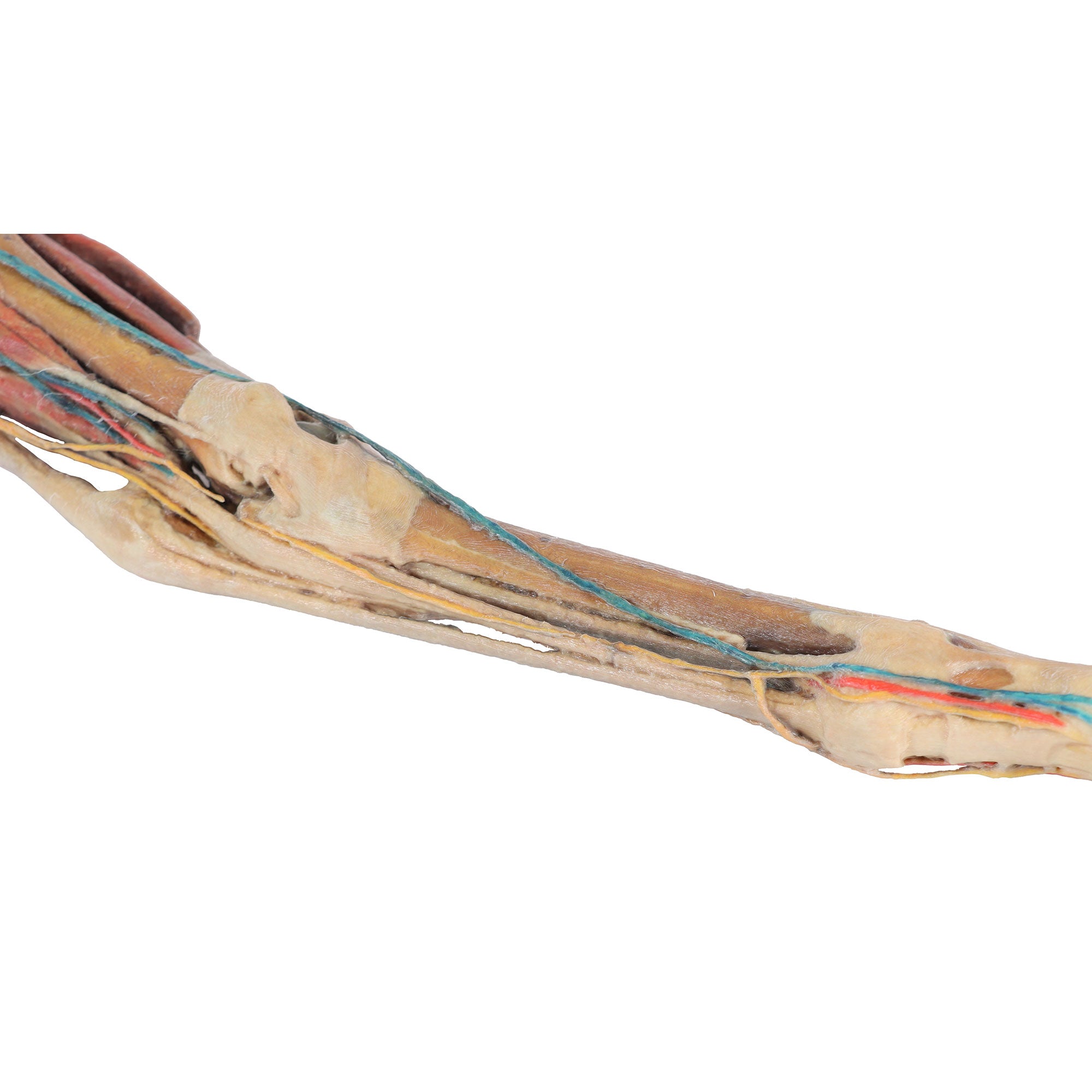 Horse hindlimb - muscles, tendons, ligaments, vessels and nerves distal to the stifle - 1/3 life-size