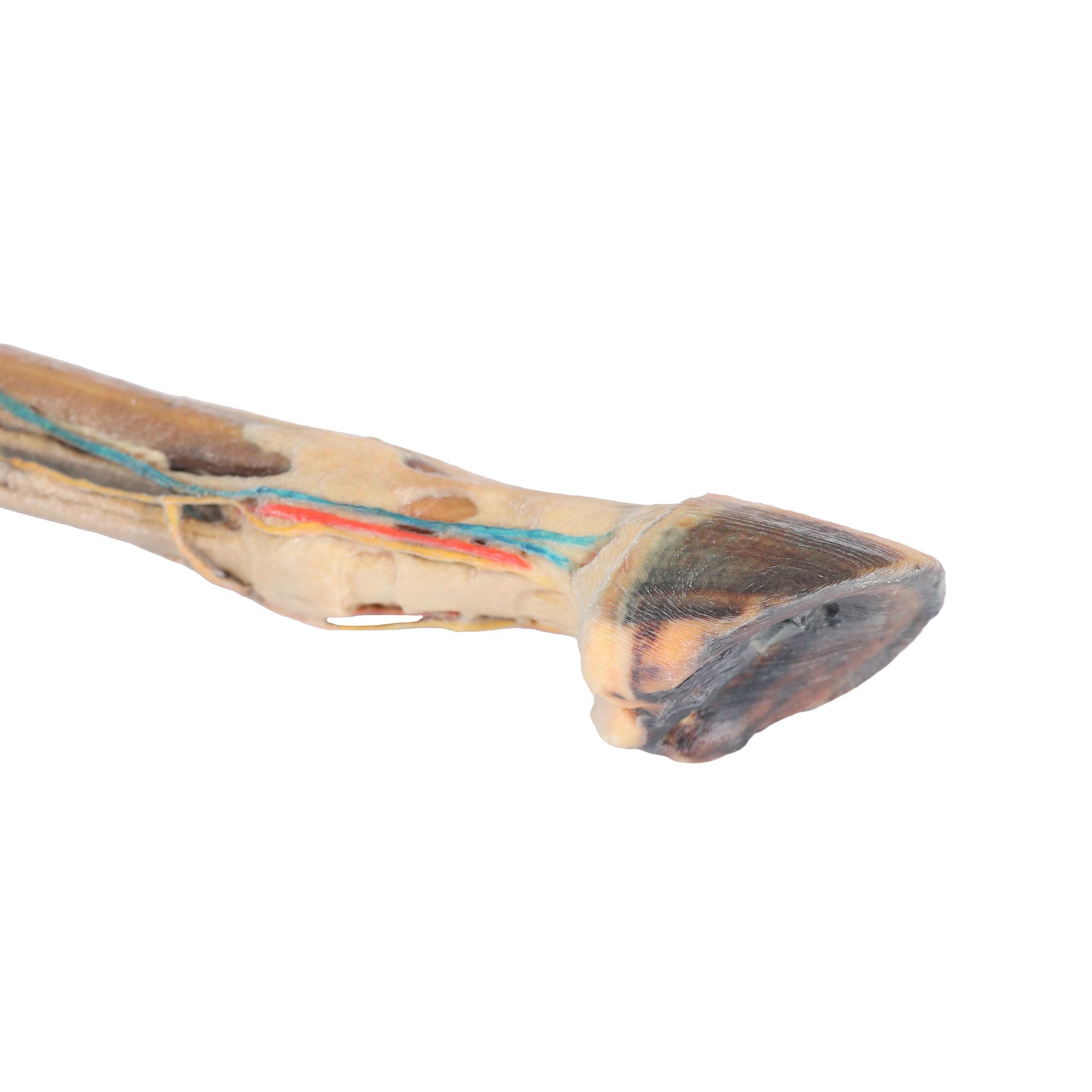 Horse hindlimb - muscles, tendons, ligaments, vessels and nerves distal to the stifle - 1/3 life-size