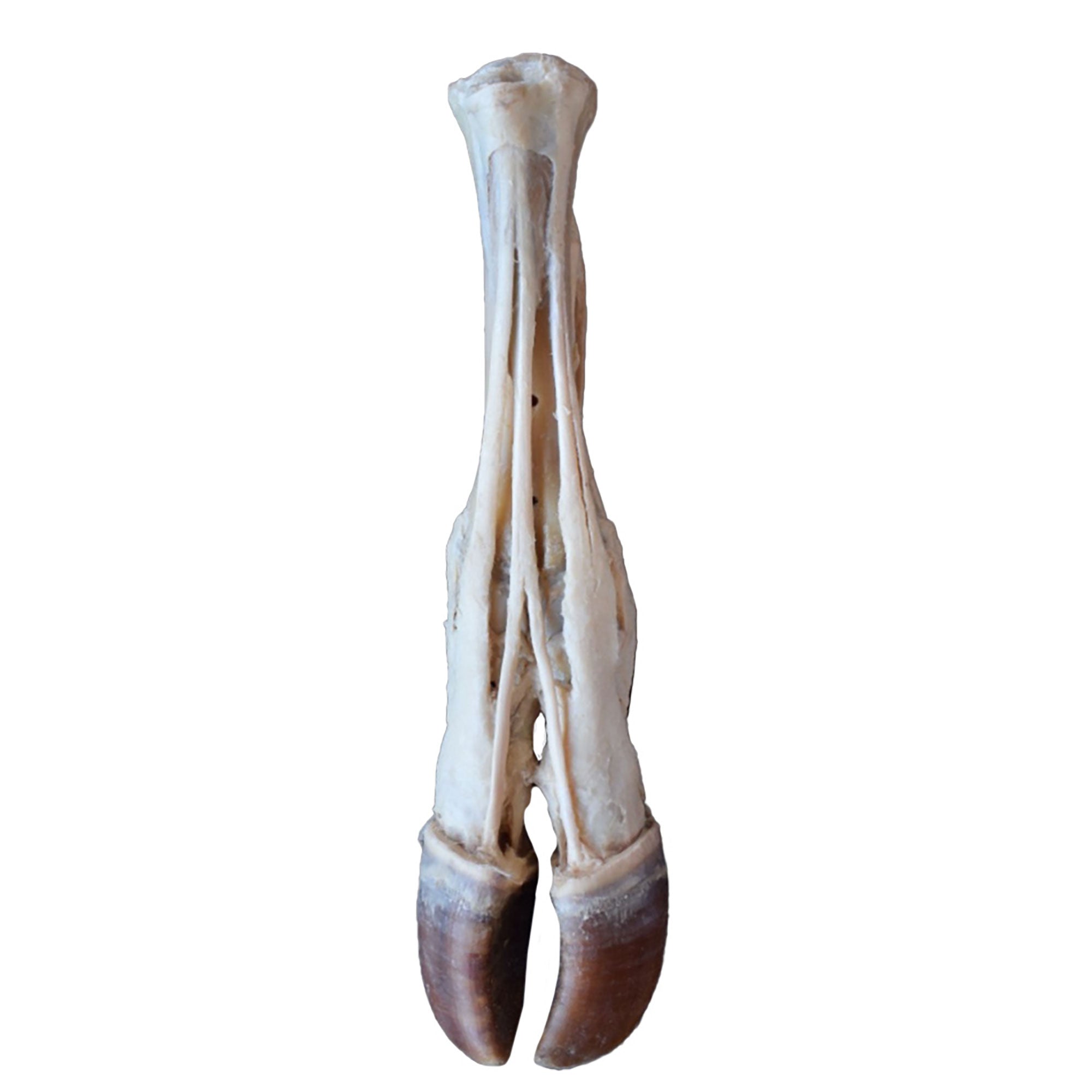 Ox foot - tendons and ligaments