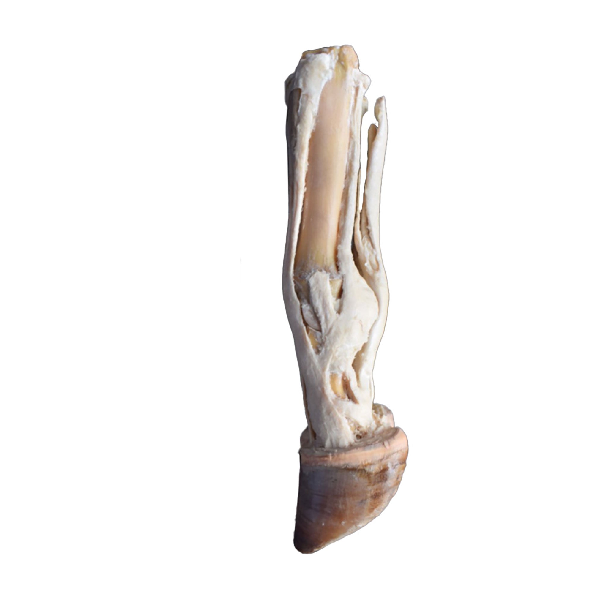 Ox foot - tendons and ligaments