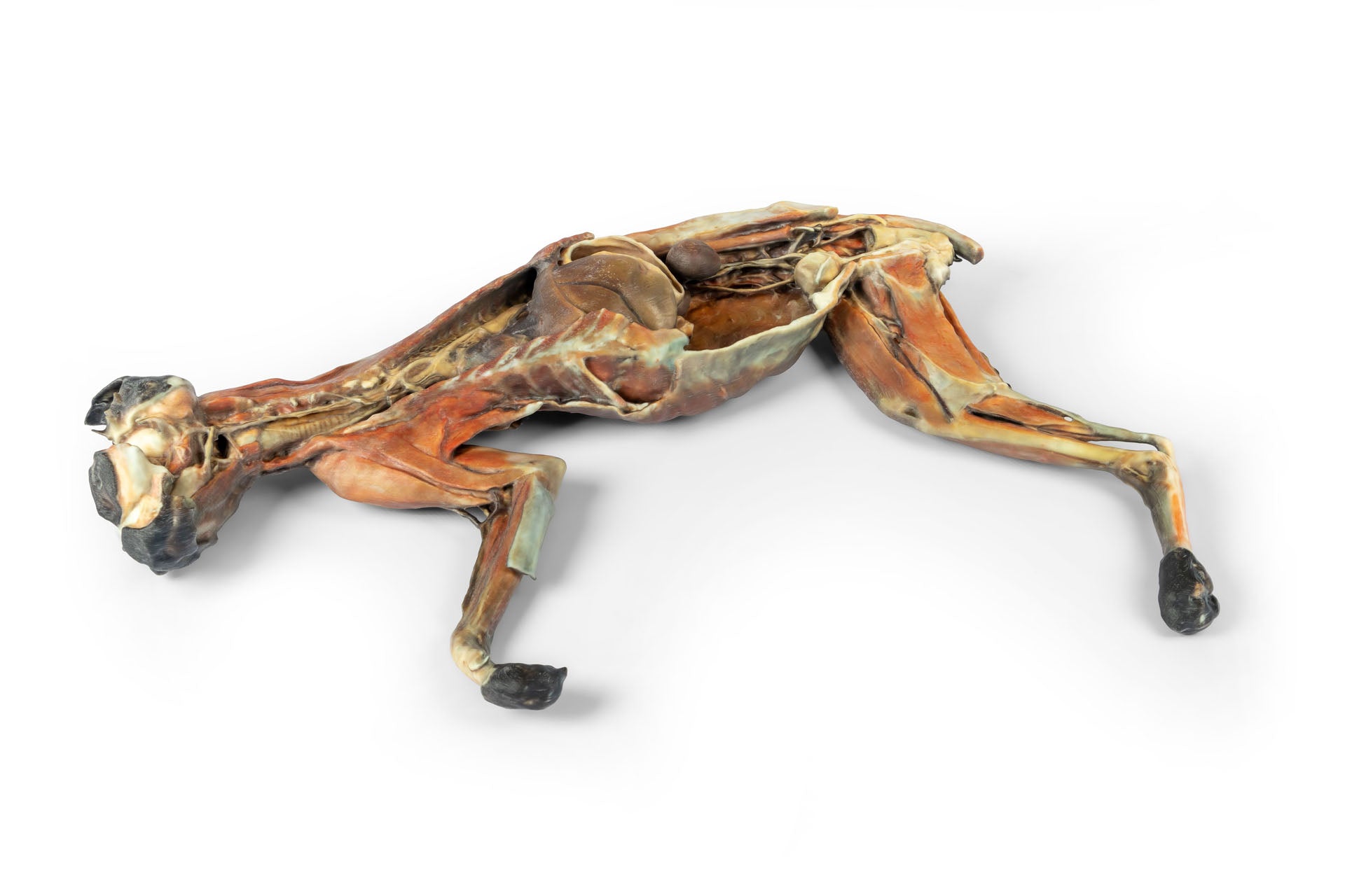 Cat Specimen (whole body) — Erler-Zimmer VP12000