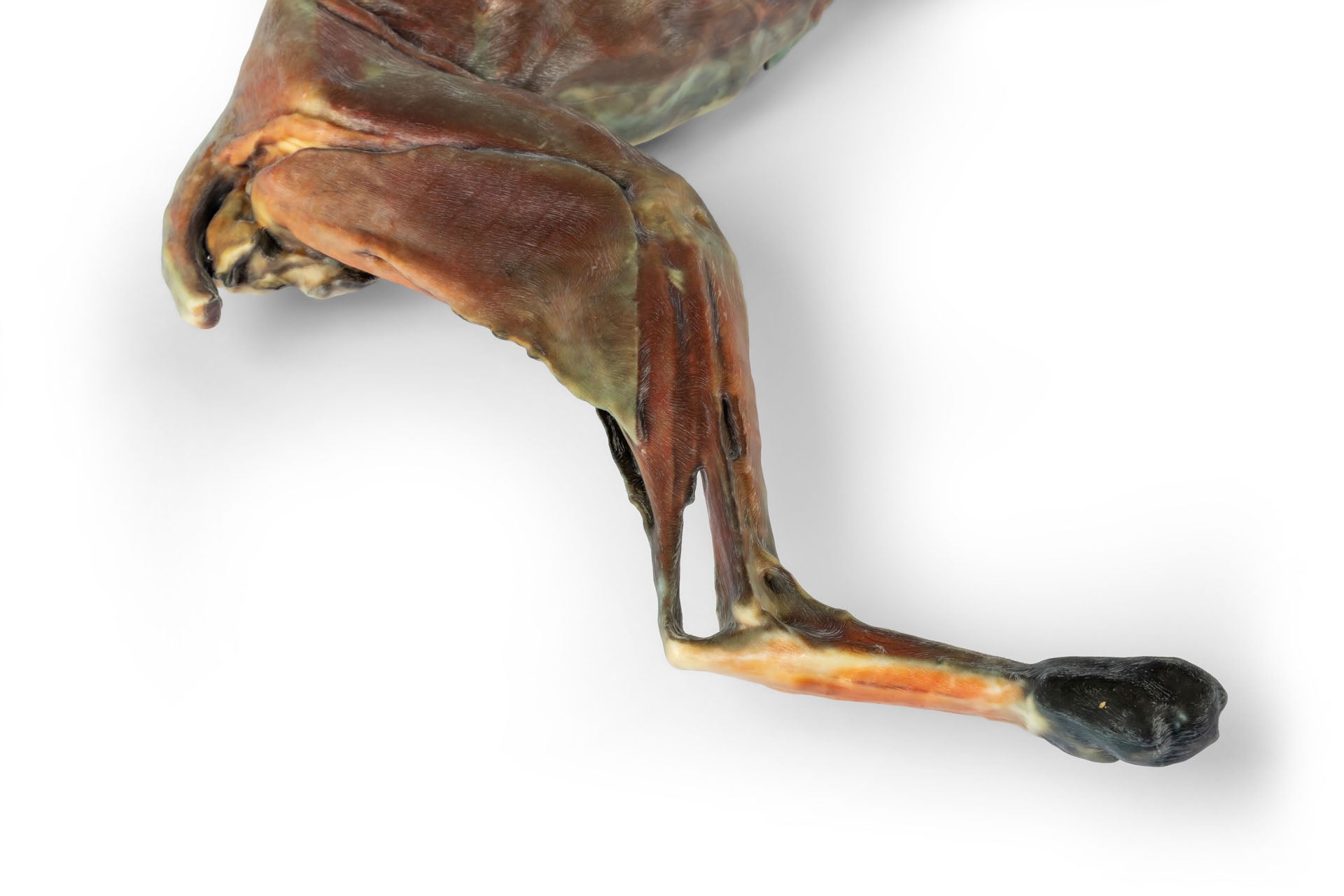 Cat Specimen (whole body) — Erler-Zimmer VP12000, view 6