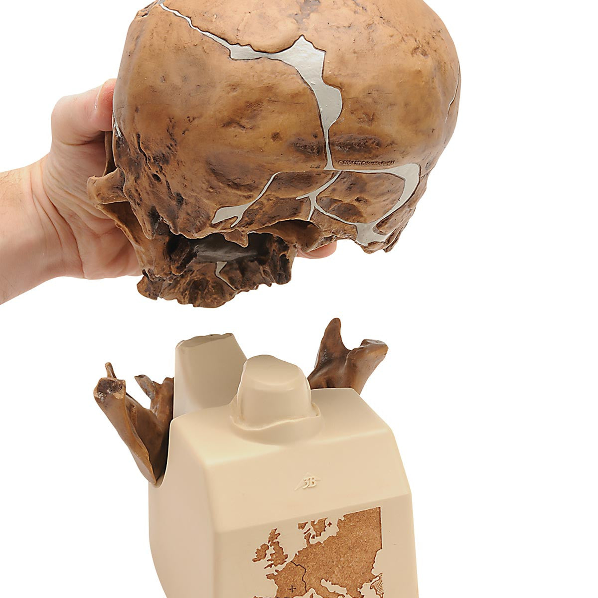 Replica Homo Neanderthalensis Skull (La Chapelle-aux-Saints)