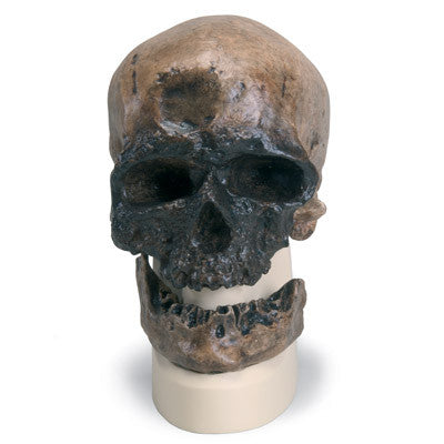 Replica Homo Sapiens Skull (Crô-Magnon)
