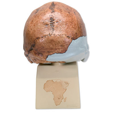 Replica Homo rhodesiensis Skull (Broken Hill, Woodward, 1921)