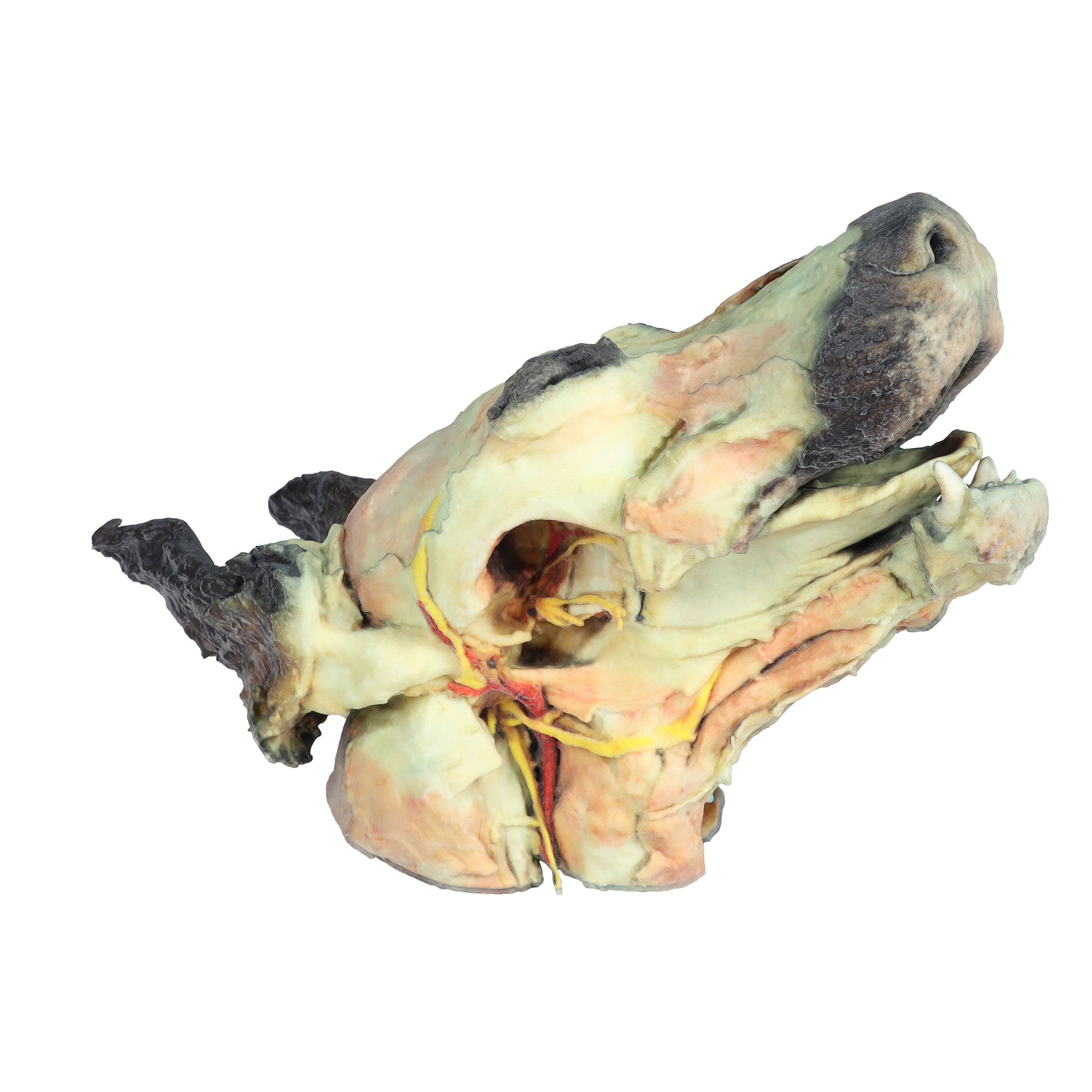 Dog head - superficial and deep dissections