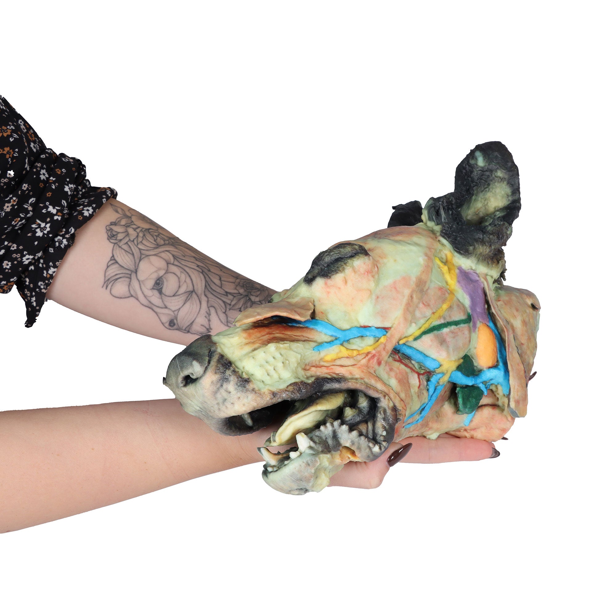 Dog head - superficial and deep dissections