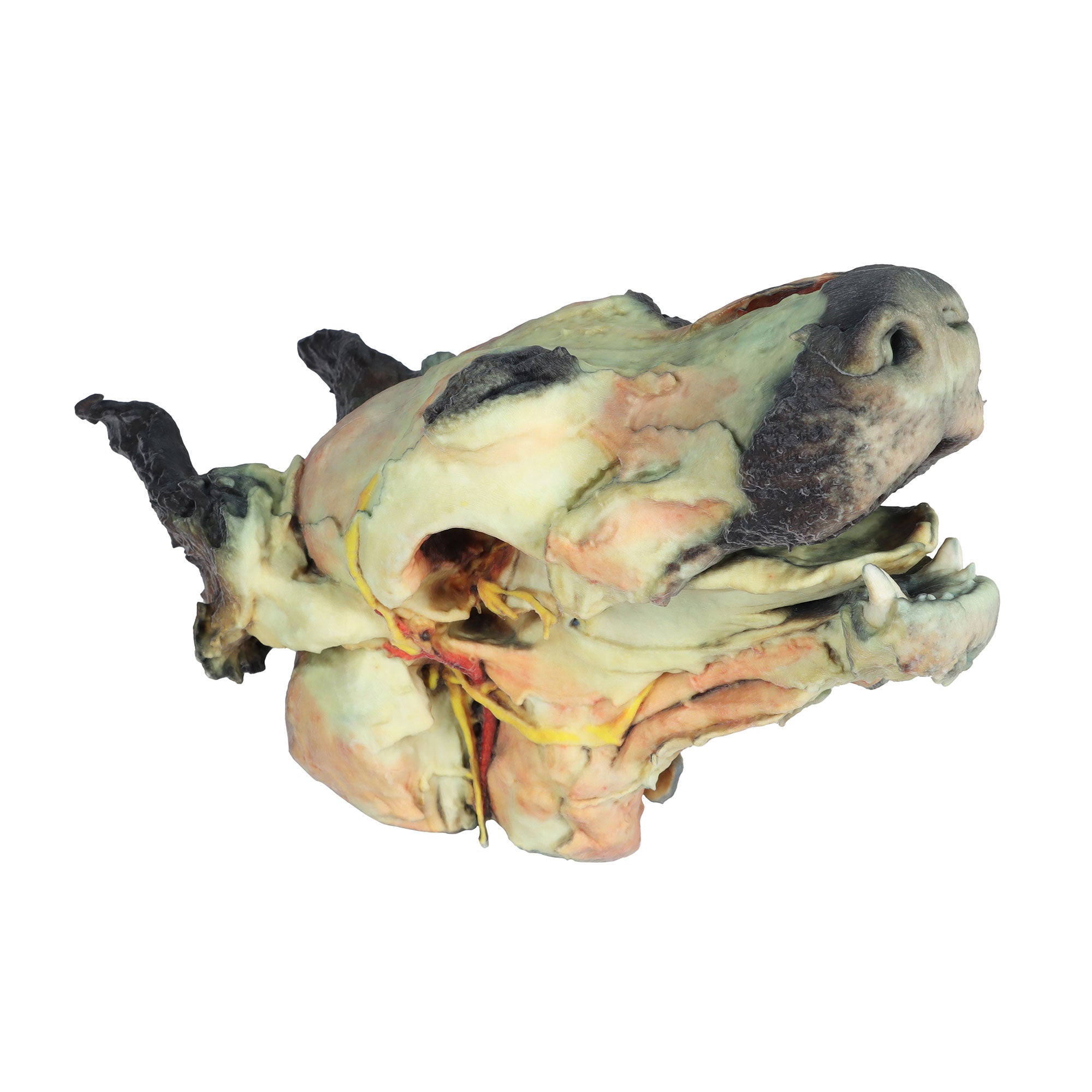 Dog head - superficial and deep dissections