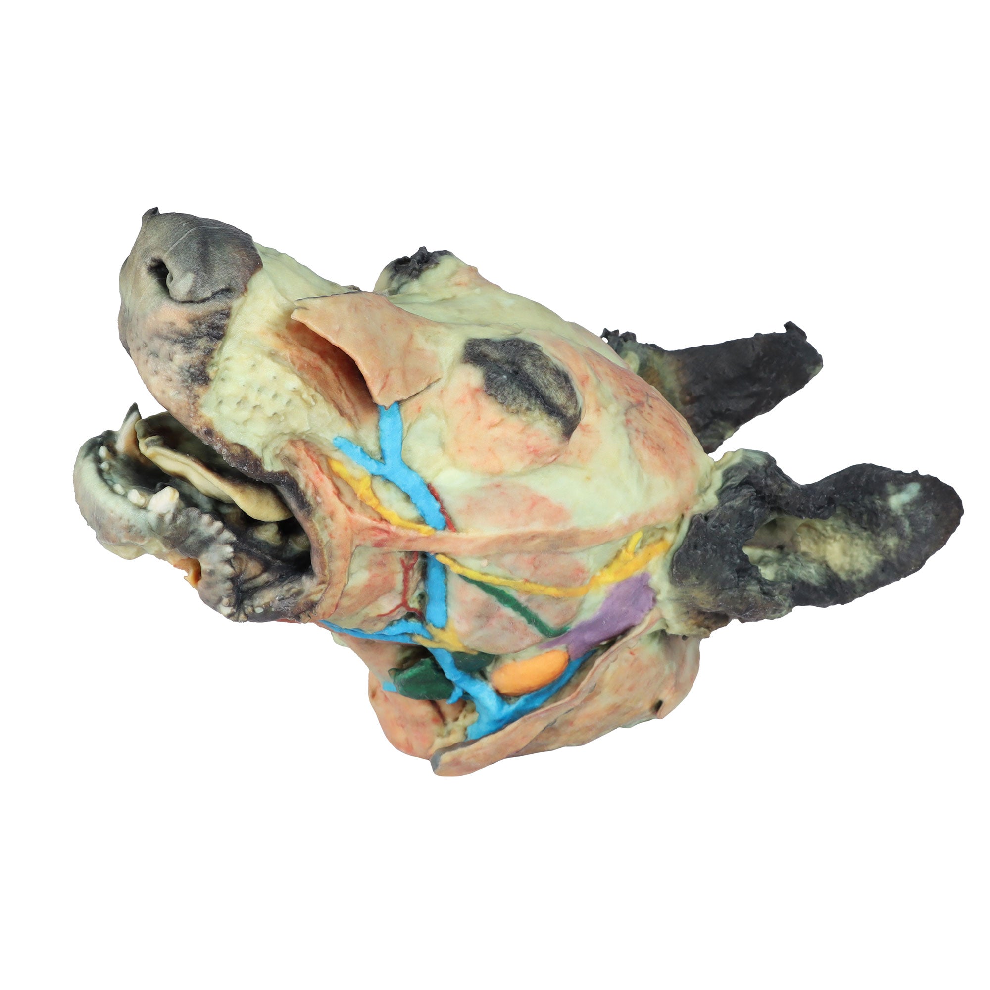 Dog head - superficial and deep dissections