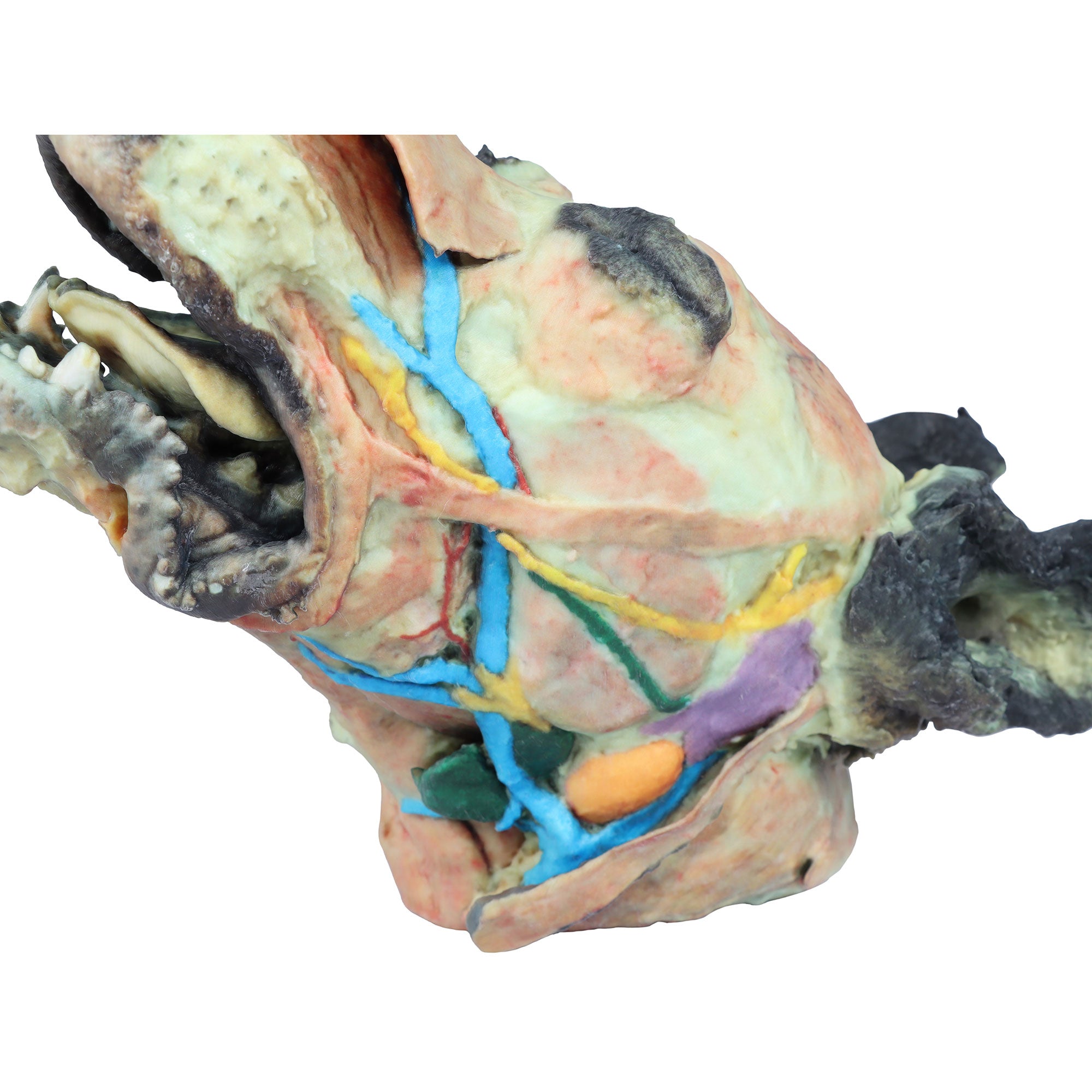 Dog head - superficial and deep dissections