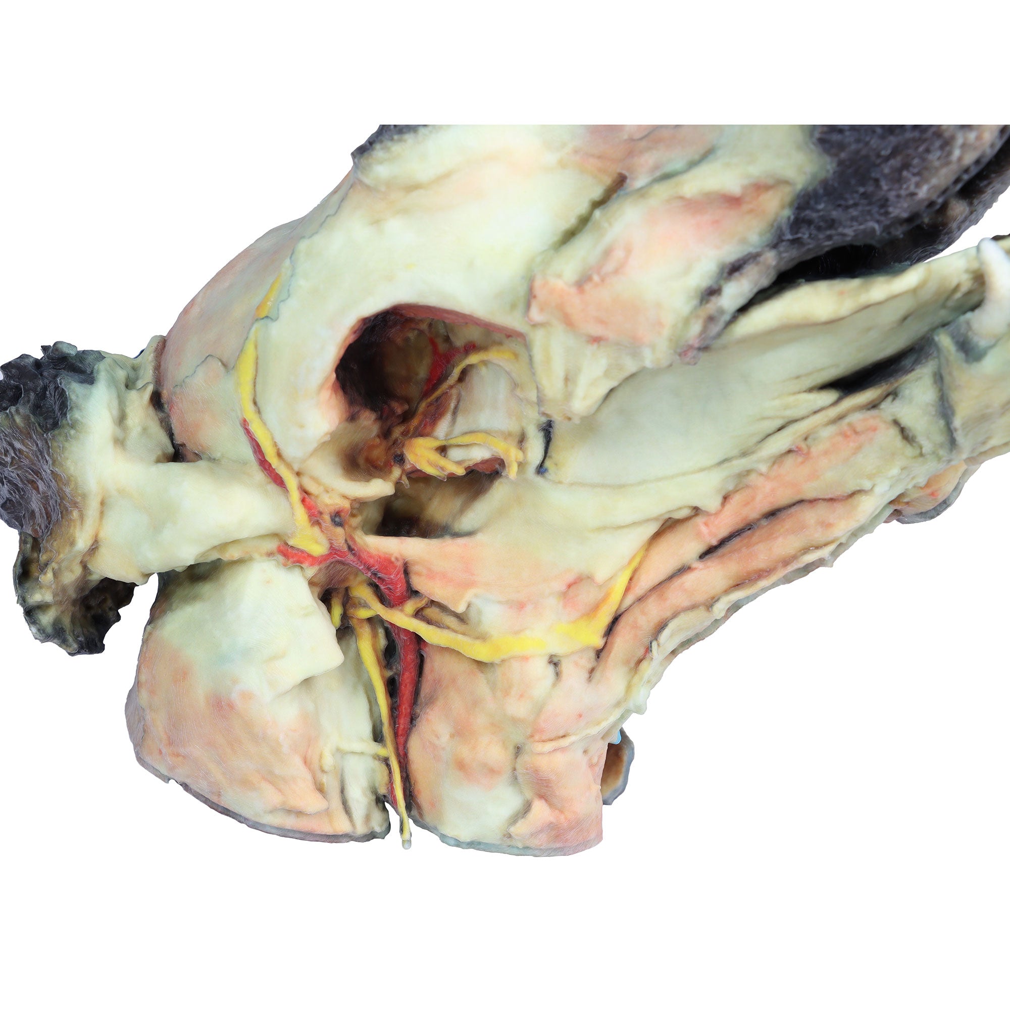 Dog head - superficial and deep dissections