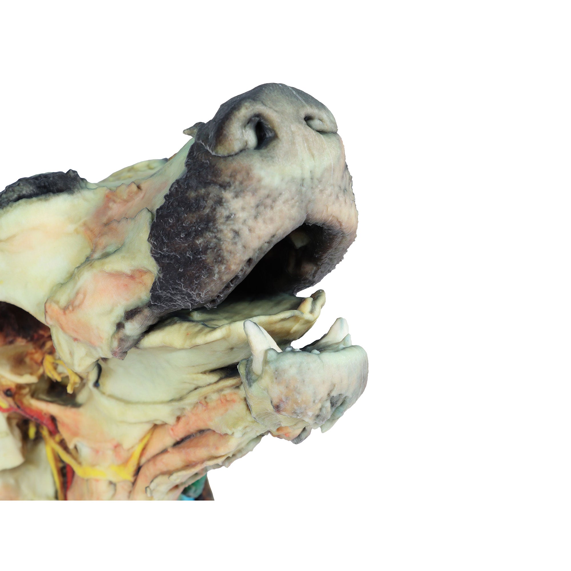 Dog head - superficial and deep dissections