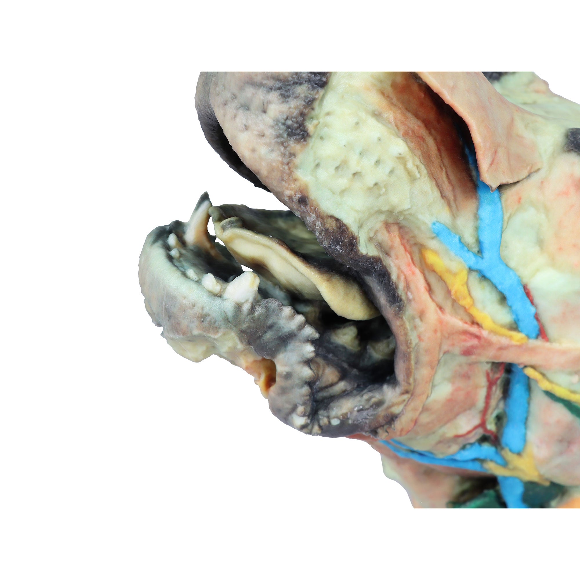 Dog head - superficial and deep dissections