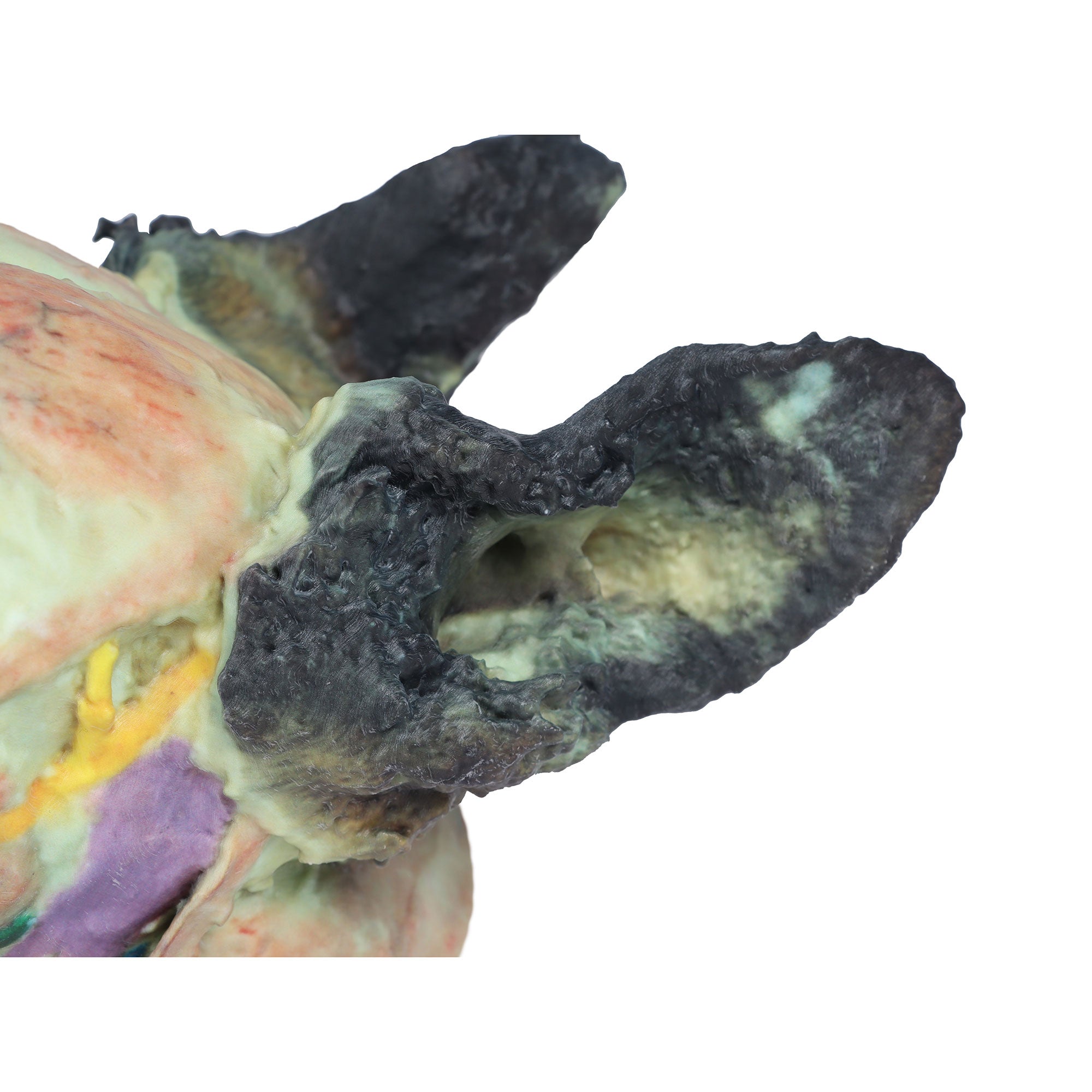 Dog head - superficial and deep dissections