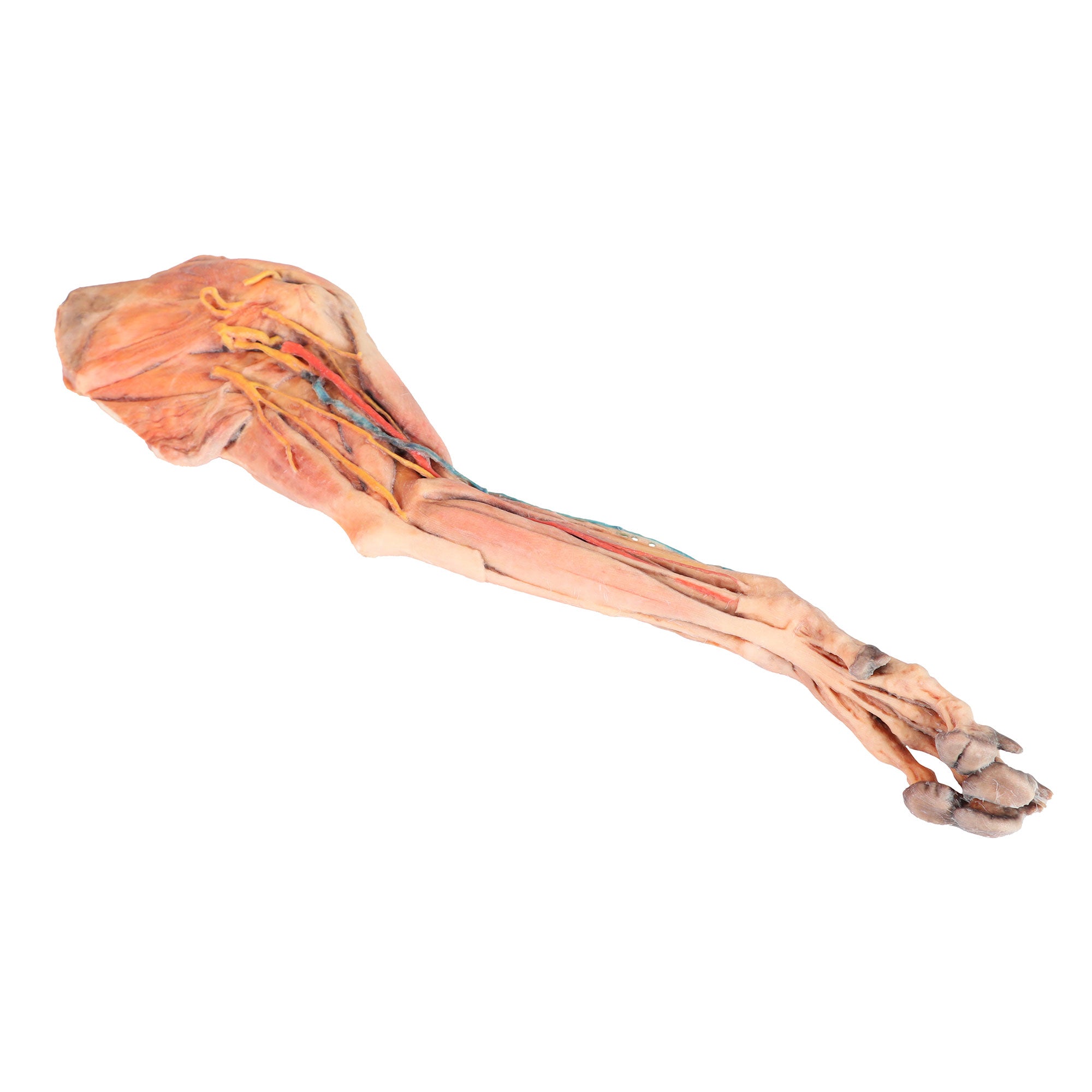 Dog forelimb - muscles, tendons, ligaments, vessels and nerves distal to the elbow