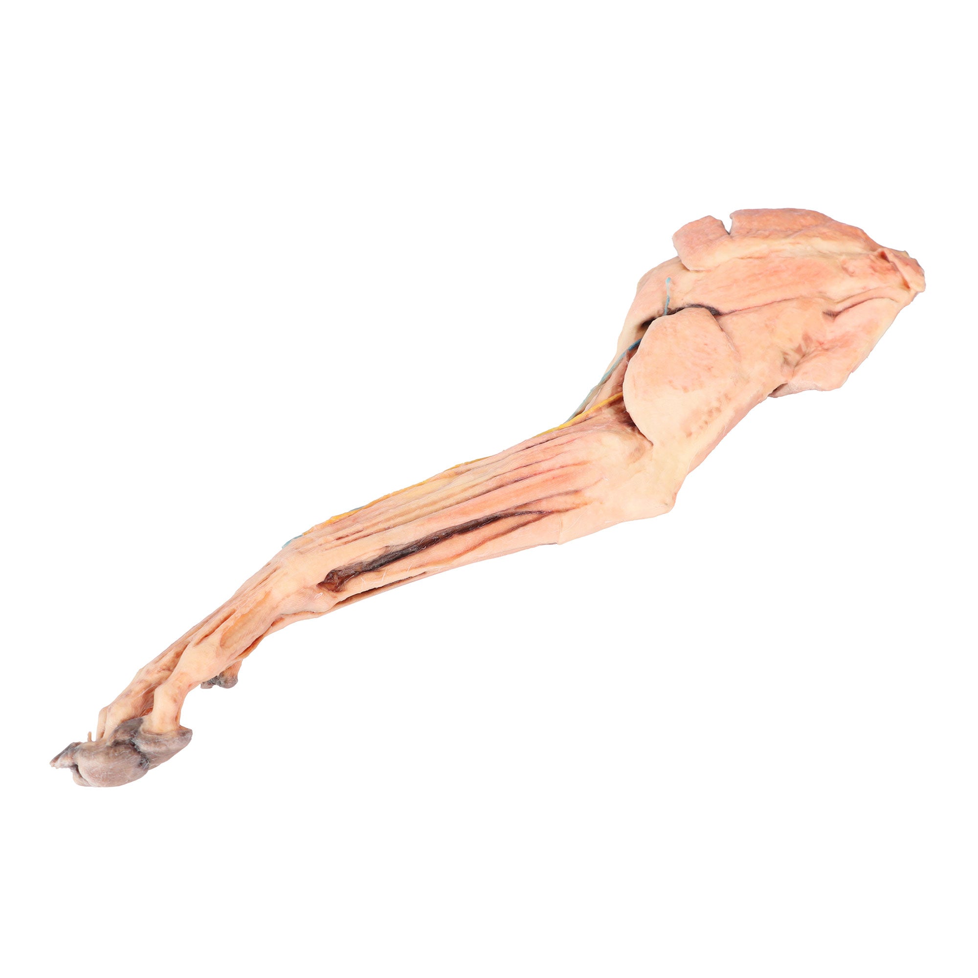 Dog forelimb - muscles, tendons, ligaments, vessels and nerves distal to the elbow