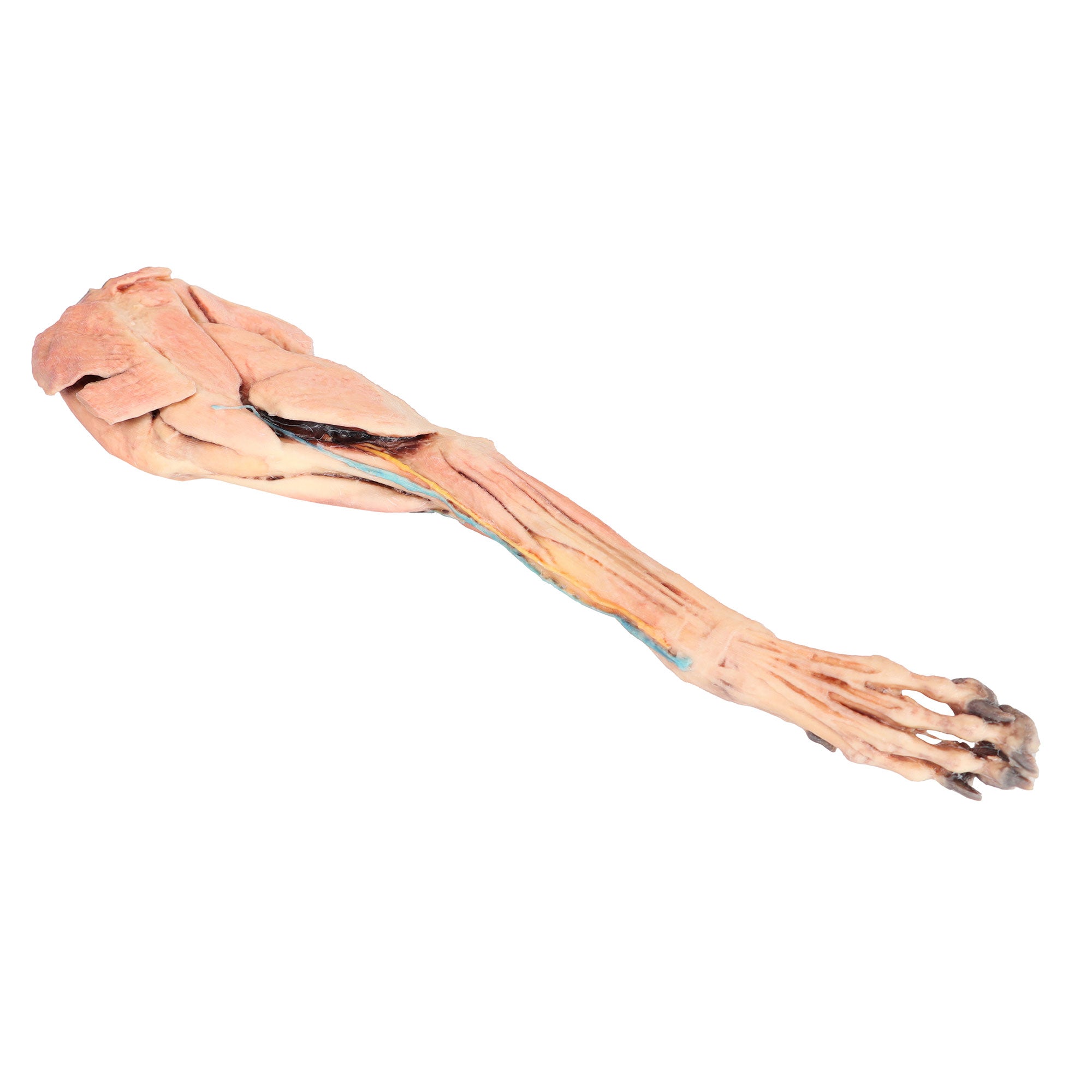 Dog forelimb - muscles, tendons, ligaments, vessels and nerves distal to the elbow