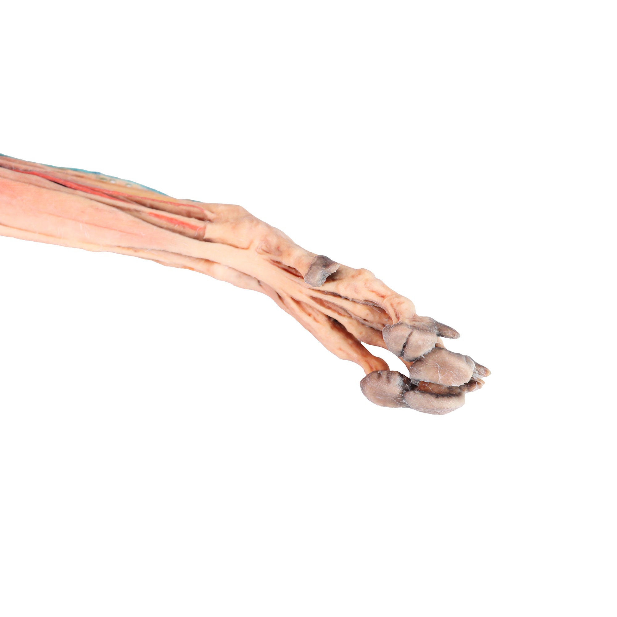 Dog forelimb - muscles, tendons, ligaments, vessels and nerves distal to the elbow