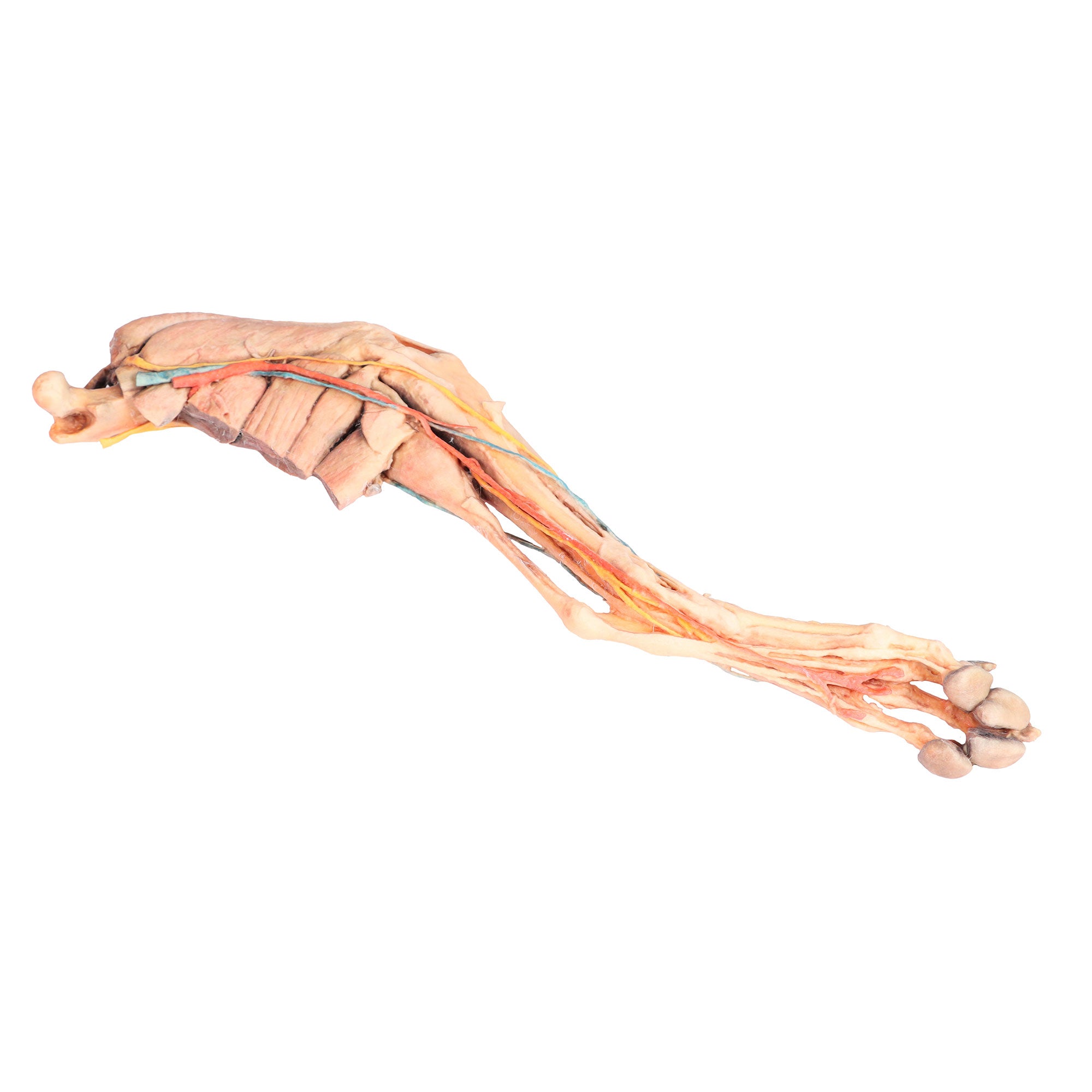 Dog hindlimb- muscles, tendons, ligaments, vessels and nerves distal to the stifle