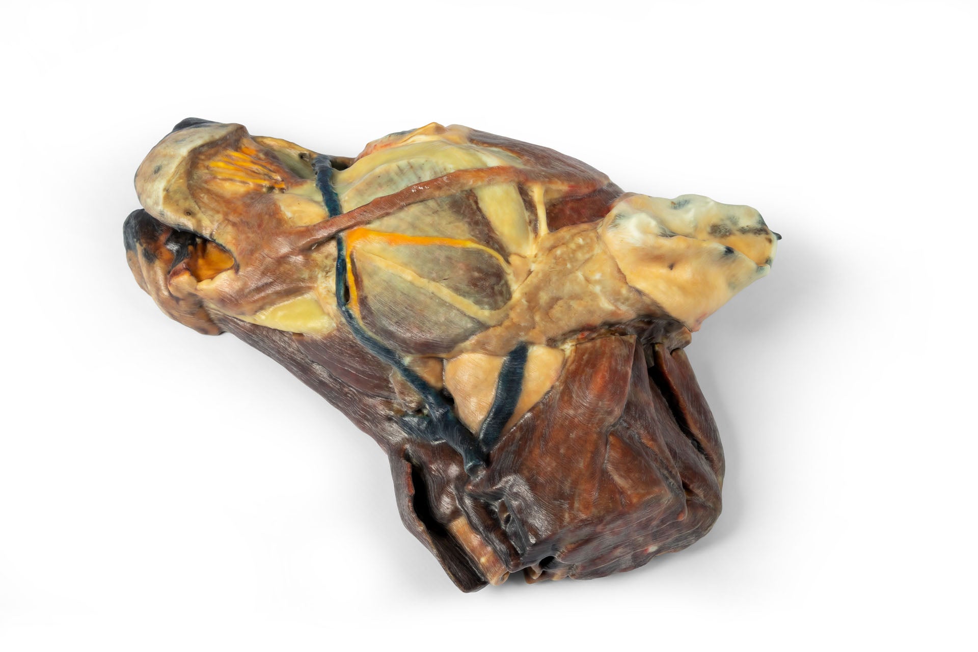 Canine Half Head Sagittal Section – Erler-Zimmer VP9020, view 2