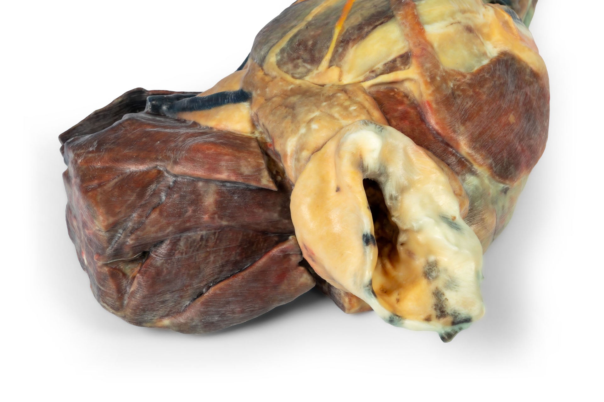 Canine Half Head Sagittal Section – Erler-Zimmer VP9020, view 3