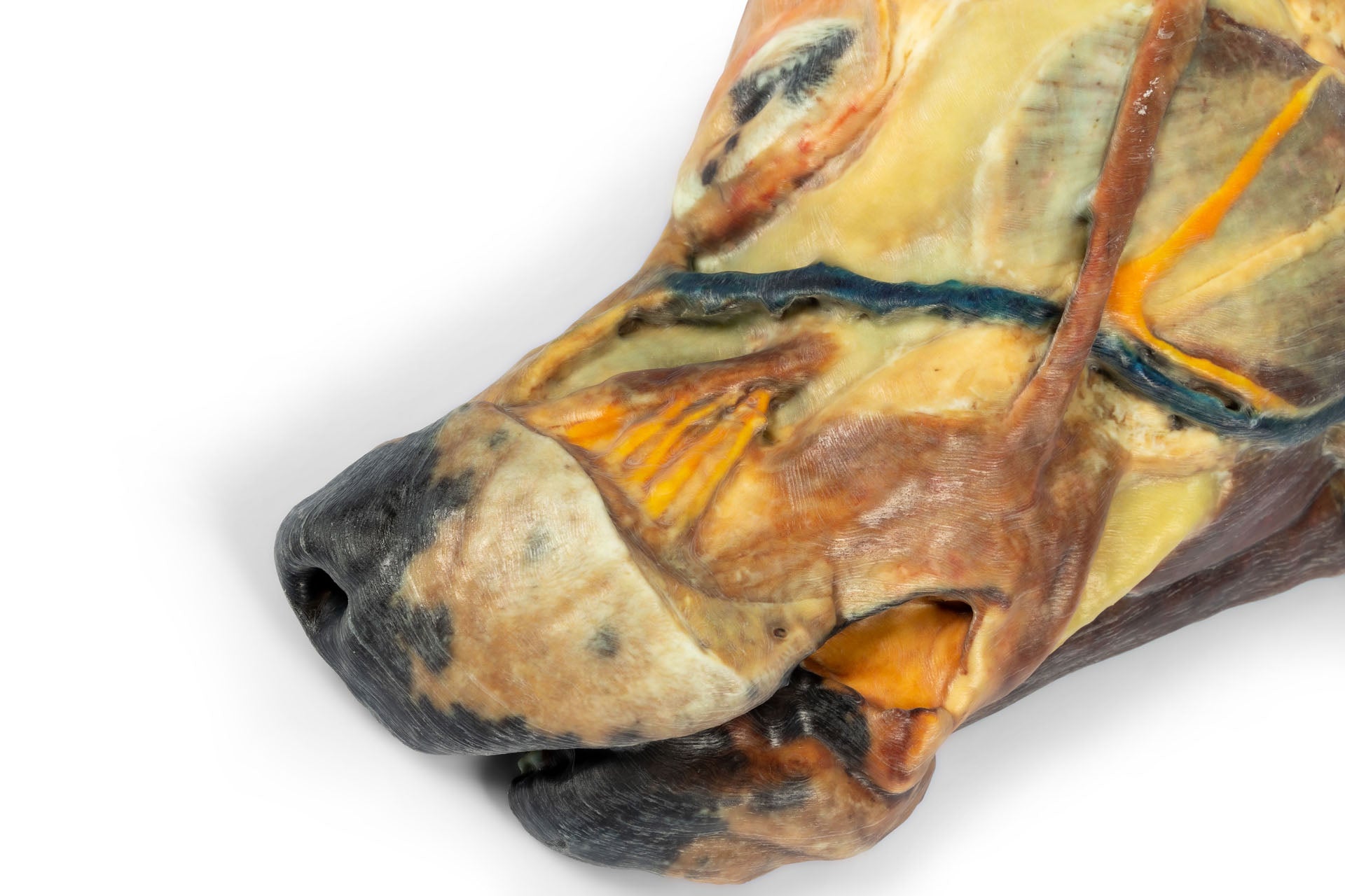 Canine Half Head Sagittal Section – Erler-Zimmer VP9020, view 7