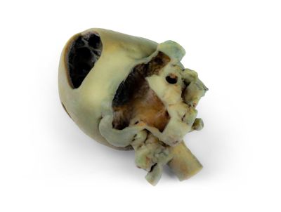 Canine heart with dissection