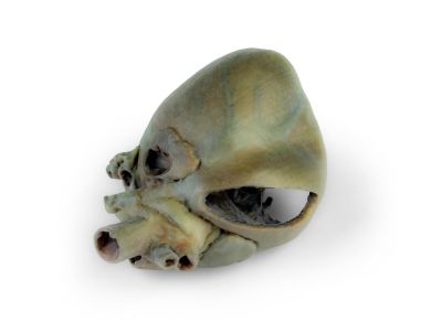 Canine heart with dissection