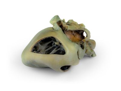 Canine heart with dissection