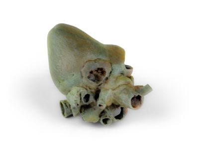 Canine heart with dissection