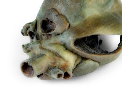 Canine heart with dissection