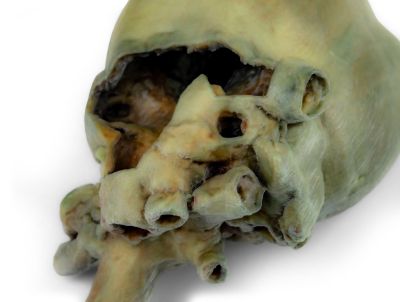 Canine heart with dissection