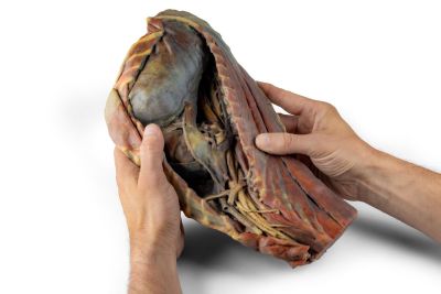 Canine Thoracic Cavity