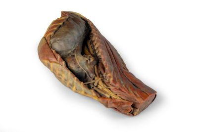 Canine Thoracic Cavity