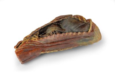 Canine Thoracic Cavity