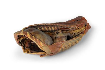 Canine Thoracic Cavity