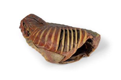 Canine Thoracic Cavity