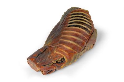 Canine Thoracic Cavity