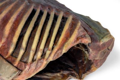 Canine Thoracic Cavity