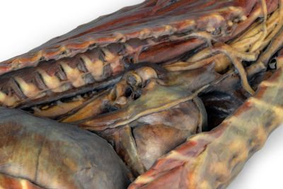 Canine Thoracic Cavity