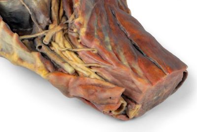 Canine Thoracic Cavity