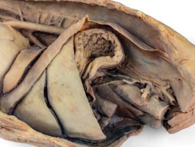 Canine thoracic cavity left side