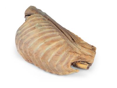 Canine thoracic cavity left side